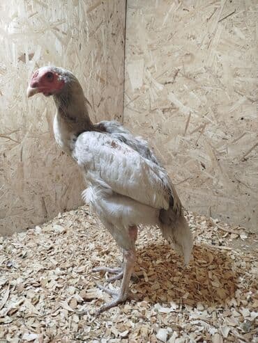 Собаки: Дакан ак жожо короз сатылат буту аксап жатат белый ношка белый кулуф — 4