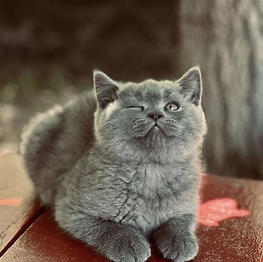 кошка кот: Британская короткошёрстная, 2 месяца, Девочка, Лиловый — 3