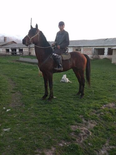 продаю породистых коров: Продаю | Конь (самец), Жеребец | Английская, Полукровка | Конный спорт, Для разведения, Рабочий | Племенные — 5