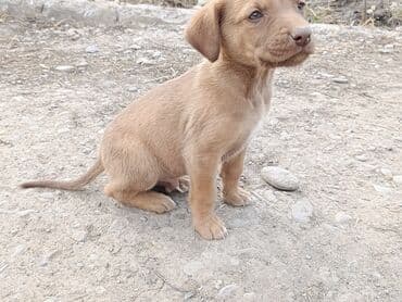 сколько стоит муравейник мотоцикл: Toyota AA: 2025 г. — 5