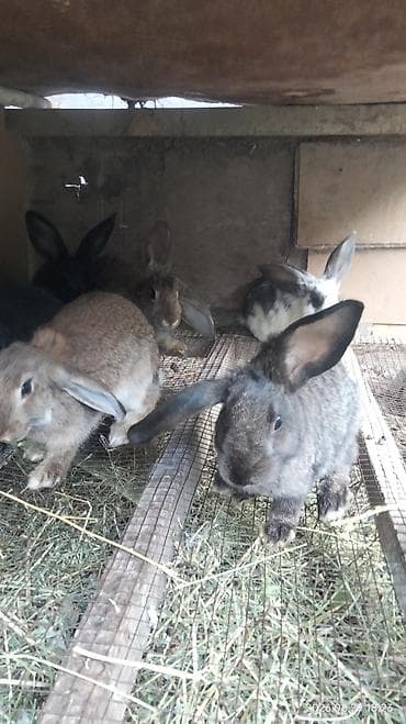 овчарка шенок: Продаю | Крольчата | Для разведения — 3