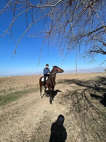 атдар: Продаю | Жеребец | Конный спорт — 5