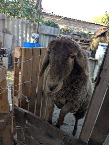 куда отдать собаку бишкек: Продаю | Овца (самка) | Арашан | Для разведения | Племенные — 4