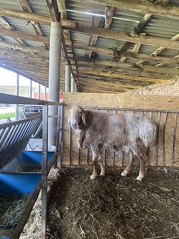 Продаю | Баран (самец) | Арашан | Для разведения | Племенные