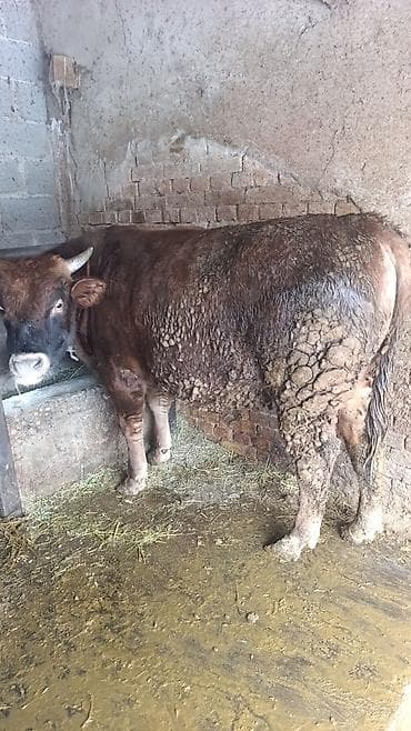 Продаю | Бык (самец) | На откорм | Племенные
