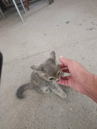 Үй жаныбарлары: Отдаётся котёнок: мальчик, около 1 месяца. Нашли на улице. Быстро — 6