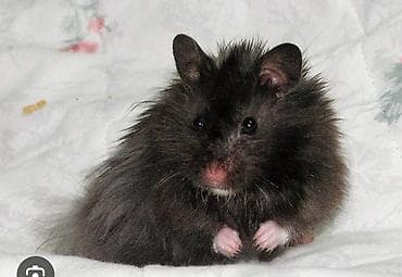 cat chow: Хомячки декоративные разных пород и окрасов - В наличии джунгарики — 2