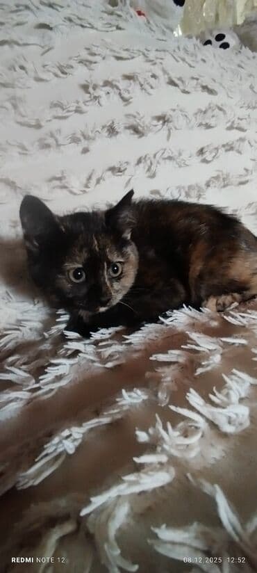 смесь для котят бишкек: Котята, домашние, ласковые и аккуратные. - Полосатый тигровый котёнок — 2