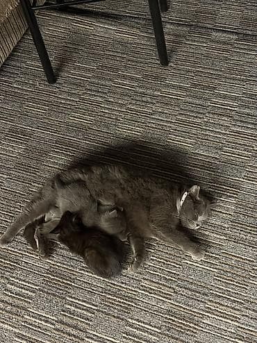 мышык сатам: Мышык бекер берилет: Породасыз, 1 айлык, Эркек, Лотокко барууга үйрөтүлгөн — 7