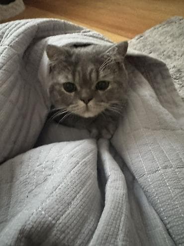 кошка манчкин: Отдаю кота в добрые руки чистокровный шотландец кастрированный — 3
