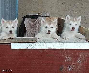 собаки токмок: Хаски, 2 айлык, Эркек, Ит тегин тастыктоочу документ — 2