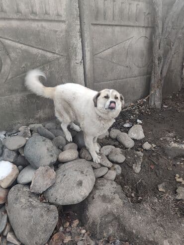 ретривер собака: Собака крупного размера, Исчезающая порода собак. Отличительная черта — 2