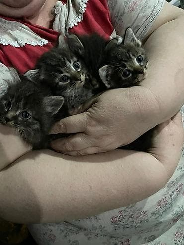 кошка бишкек: Беспородная, 1 месяц, Мальчик — 1