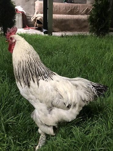 тай бука: Продаю | Петух | Брама | Для разведения — 1