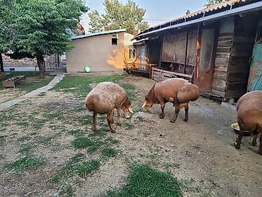 Ветеринар кызматы: Сатам | Кочкор (эркек) | Көбөйтүү үчүн — 10