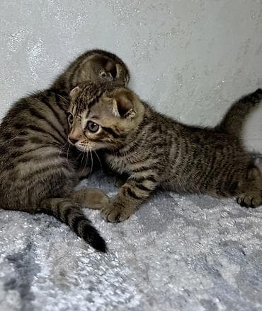 шатландские кошки: Шотландские вислоухие котята в полосатом окрасе табби - Порода — 6