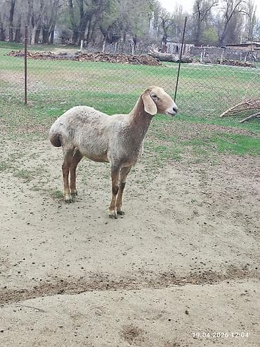 домашние птицы: Продаю | Овца (самка) | Для разведения | Племенные — 9