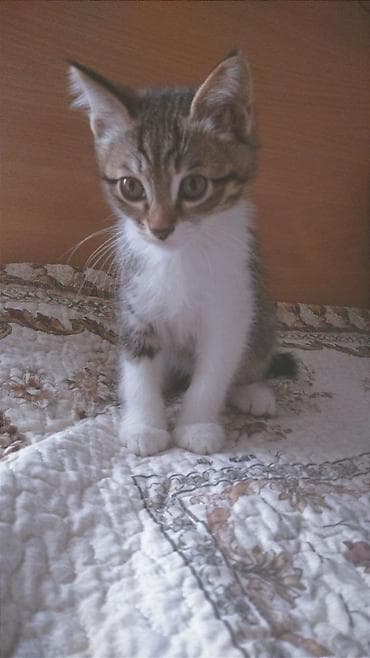 кошки сфинкс: Котёнок домашний, короткошёрстный. Описание: - Окрас — 1