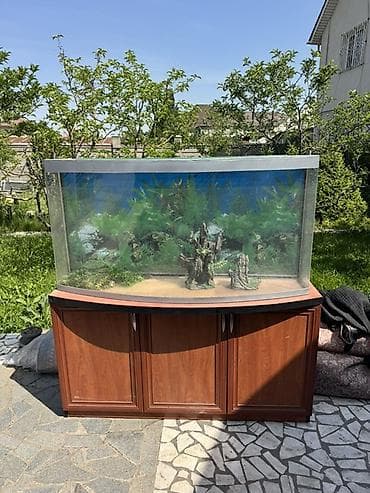 тумба под аквариум: Аквариум с тумбой, панорамное (изогнутое) переднее стекло. - Большой — 1