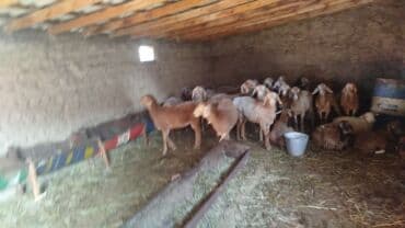 продаю кролов: Продаю | Овца (самка), Ягненок | Арашан | Для разведения | Племенные, Матка — 1