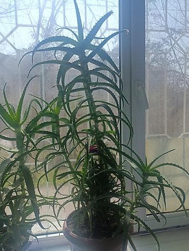 Монстерлер: Алоэ (суккулент) в горшке - Крупное комнатное растение с длинными — 1