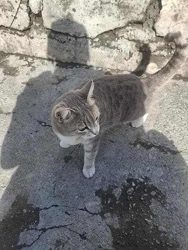 чёрные котята: 2 месяца, Девочка, Приучена к лотку — 3