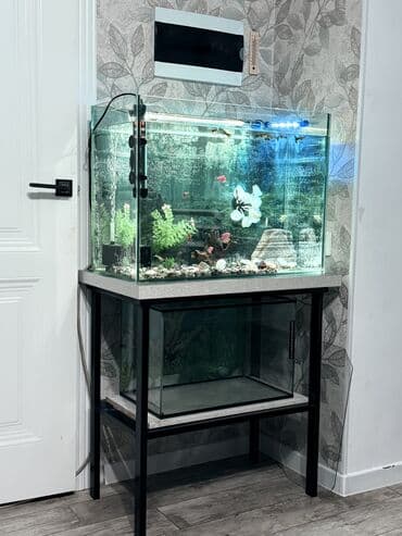 Услуги ветеринара: Аквариумный комплект для домашних рыб - Прямоугольный стеклянный — 4