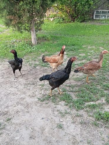 курица кара балта: Продаю | Куры | Домашняя | Для разведения — 1
