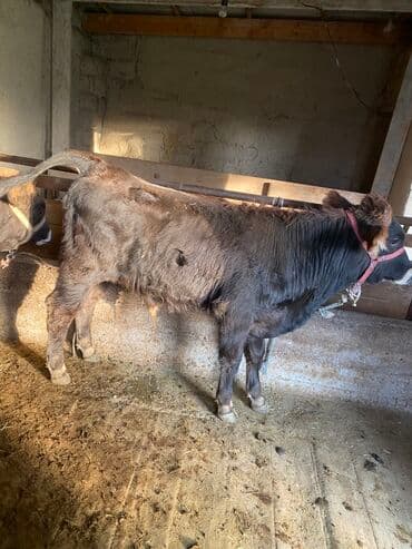 собаку в добрые руки: Продаю | Бык (самец) | Алатауская | На откорм | Привязанные — 2