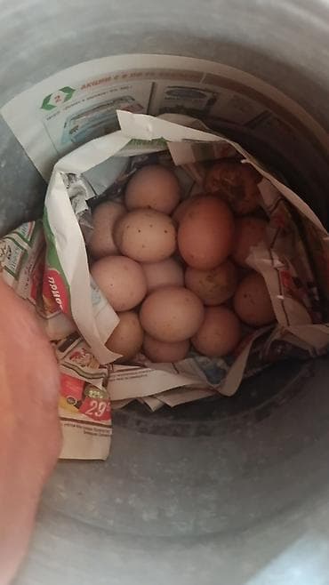 купить креветок для аквариума: ПРОДАЮ!!! ЯЙЦА. ИЗ ПОД ДАКАНА КОРЕЕЦ Из под чемпиона ДАКАН МОЛОДОЙ — 3