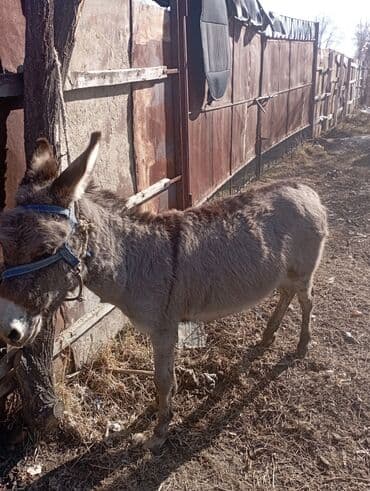 домик для кроликов: Осёл серый, компактного роста. На фото видно: - Крепкое телосложение — 1