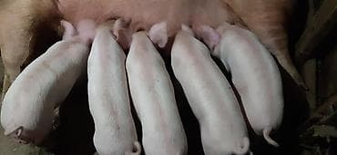 ежик купить: Продаются поросята, крупная белая, родились 16 января, зубки — 5