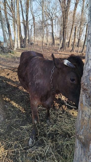 красная степная: Продаю | Корова (самка) | Стельные, Привязанные — 1