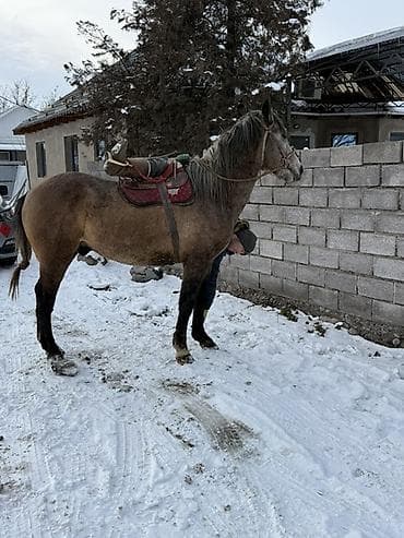 продаю охотничий собаку дратхар: Продаю | Жеребец — 4