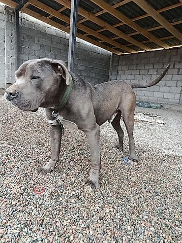 собаки стаф: Питбуль, 11 месяцев, Самец — 2