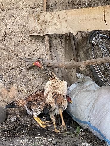 Вязка собак: Продаю | Петух | Бойцовая | Для разведения — 6