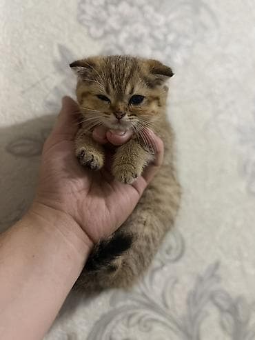 шотландский вислоухий котенок: Котята с вислоухими ушками (тип скоттиш-фолд/страйт по внешности) — 2