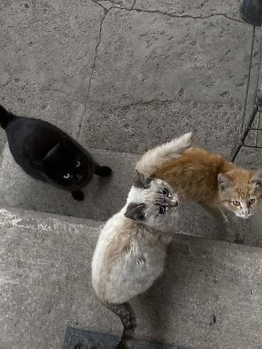 Котята и молодые кошки, разные окрасы: - черный гладкошёрстный - рыжий