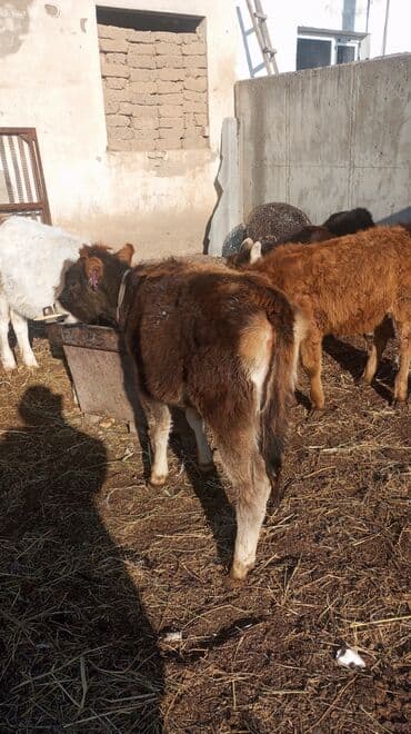 дойних коров: Продаю | Музоо, торпок | На откорм — 4