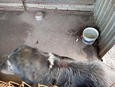 Вязка собак: 3 года, Самец, С прививкой — 3