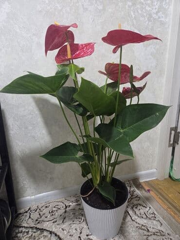 кактус цветы: Композиция из суккулентов в кашпо - Растения: хавортия (несколько — 9