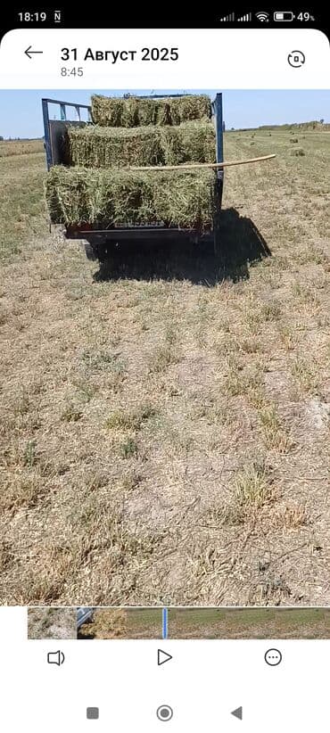 Кемирүүчүлөр: Сено в тюках 370 сом биринчи чабык 500 шт бар таза беде деп — 1