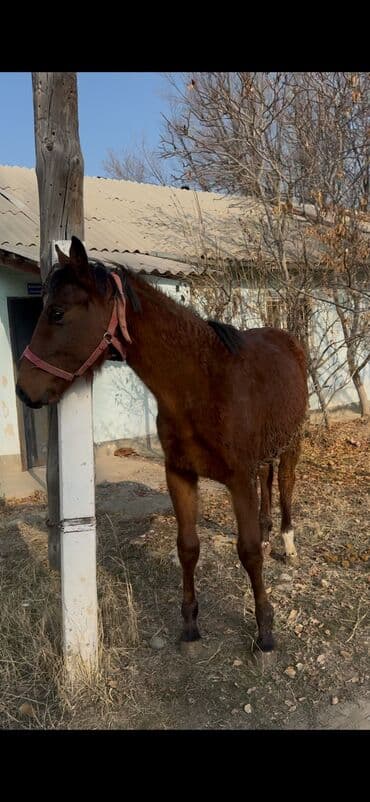 откормленные быки: Продаю | Жеребенок | Полукровка | Конный спорт | Племенные — 4