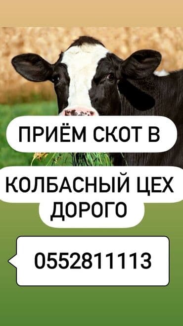 корма для коров: Куплю | Лошади, кони, Коровы, быки | Любое состояние, Забитый, На откорм — 1