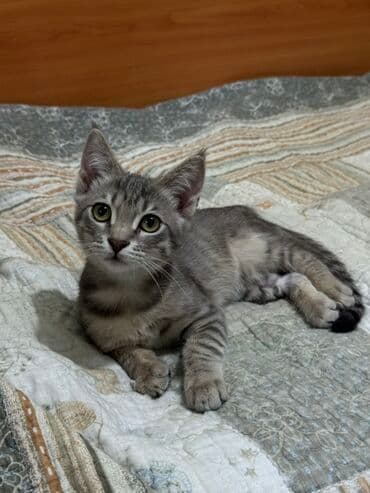 купить немецкую овчарку в бишкеке: Беспородная, 4 месяца, Мальчик, Серый, Метис, Приучена к лотку, Проглистована — 6