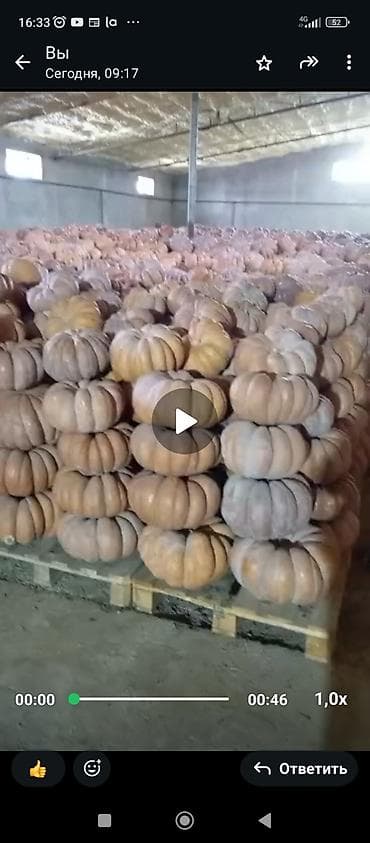 Тыква мускатная (плоско-ребристая), сорт типа «Прованс». - Форма at lalafo.kg Тыква мускатная (плоско-ребристая), сорт типа «Прованс». - Форма