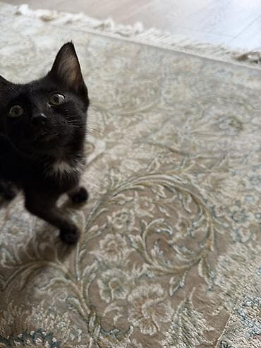 кошка каракол: Котёнок, короткошёрстный, чёрный с небольшим белым пятнышком на груди — 1