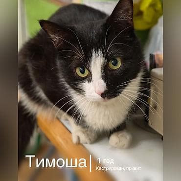 Кошка даром: Беспородная, 1 год, Мальчик, Кастрирована, Приучена к лотку, Проглистована