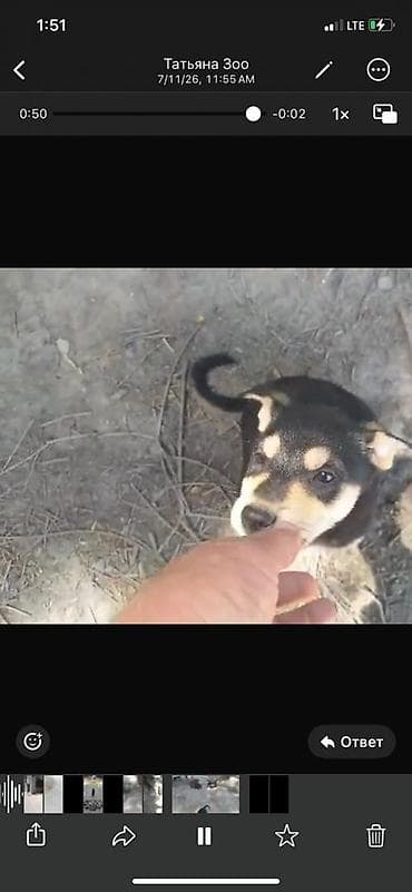 Отдам в добрые руки Щенки дворняжки🐶 Ищем любящих хозяев для