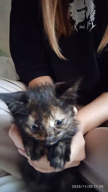 египетская кошка 2021 оригинал: Котята в добрые и ответственые руки. Кушают все и китекет тоже. Кашку — 11